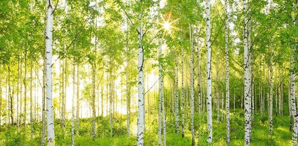 Birch Tree