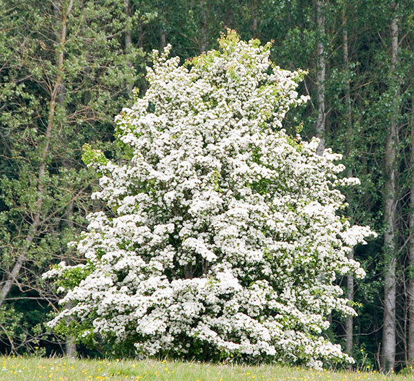 Hawthorn Tree