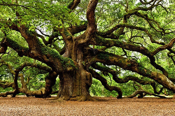 Oak Tree